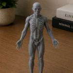 Figurine d'anatomie humaine | Affichage médical éducatif
